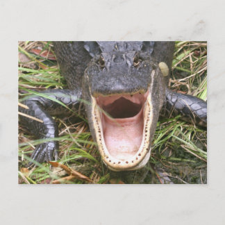 Open Wide! Florida Alligator Postcard