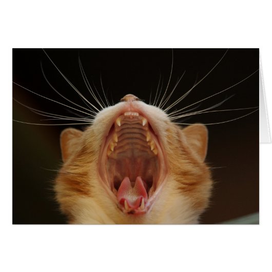 Open Wide Kitty Yawning (Front Horizontal)