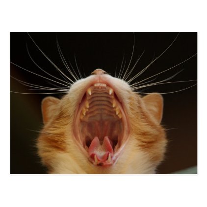 Open Wide Kitty Yawning Postcard