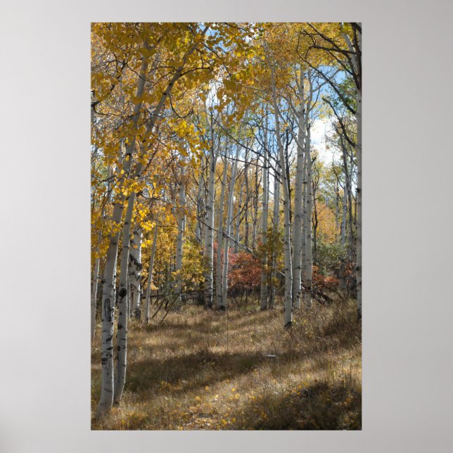 Open Woods Poster (Front)