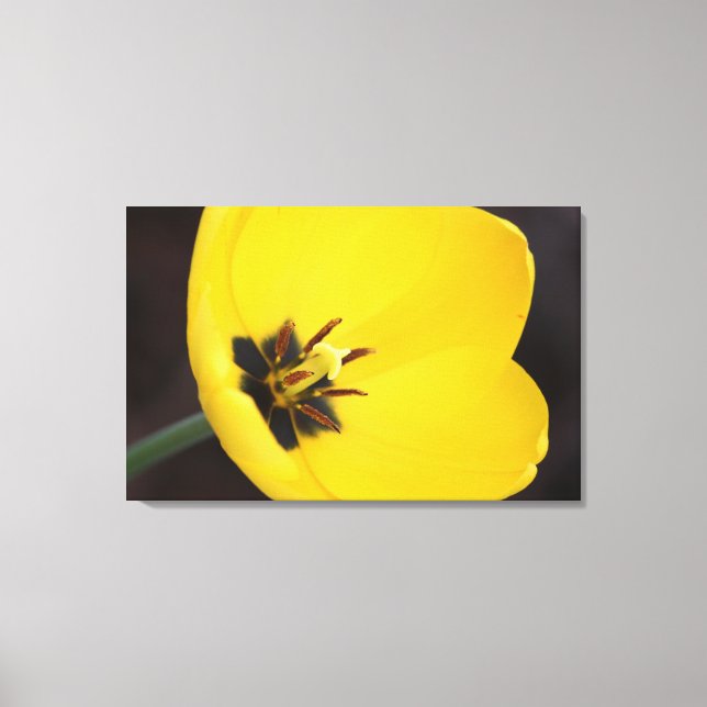 Open Yellow Tulip Wrapped Canvas Print (Front)