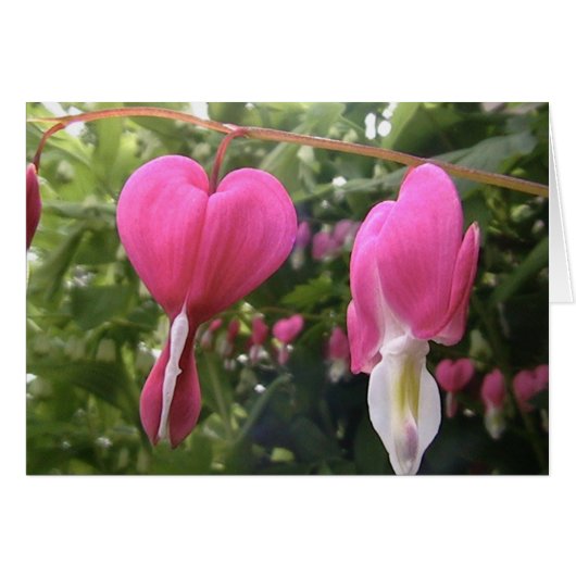 open your heart cards (Front Horizontal)