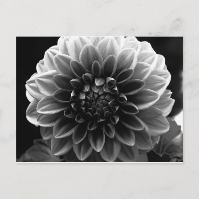 Opening All The Layers Postcard (Front)