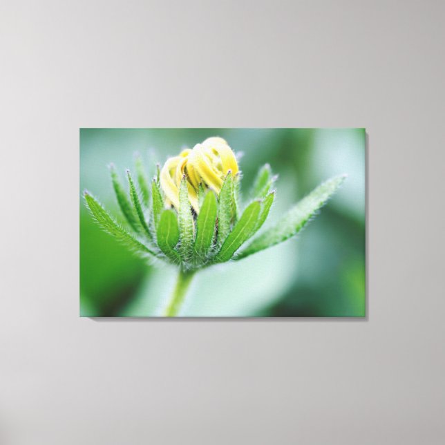 Opening Flower Of Cone Flower Canvas Print (Front)
