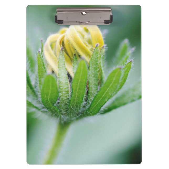Opening Flower Of Cone Flower Clipboard (Front)