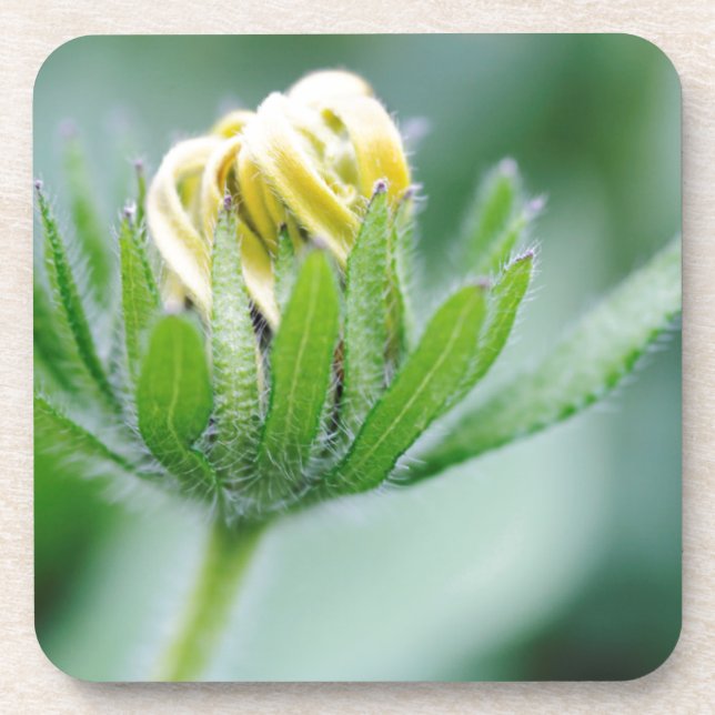 Opening Flower Of Cone Flower Drink Coaster (Front)