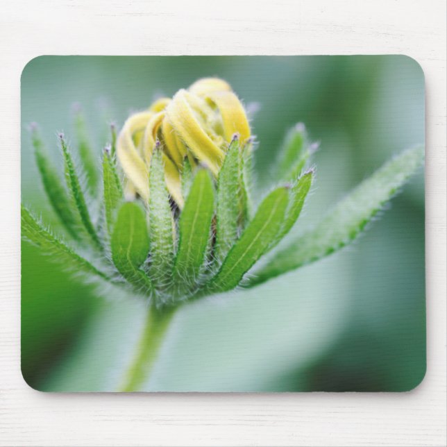 Opening Flower Of Cone Flower Mouse Pad (Front)