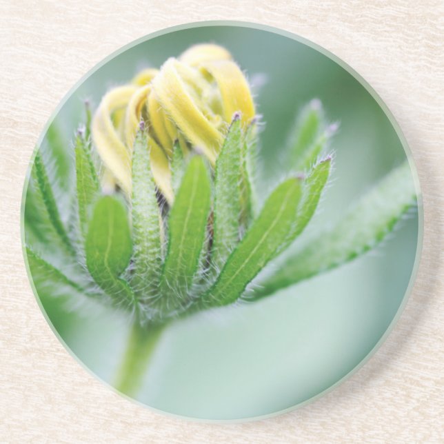 Opening Flower Of Cone Flower Sandstone Coaster (Front)