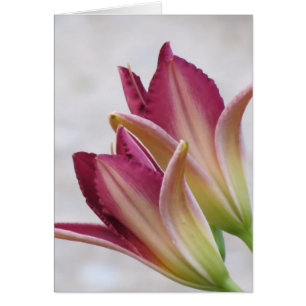 Opening Petals - Daylilies Cards