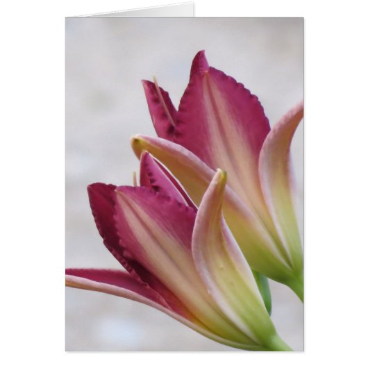 Opening Petals - Daylilies Cards (Front)