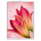 Opening Petals - Daylilies - Sangria