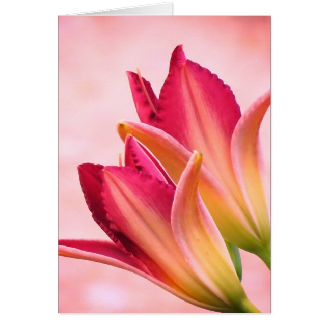 Opening Petals - Daylilies - Sangria Cards (Front)