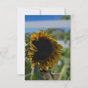 Opening Sunflower Note Card