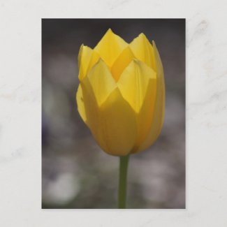 Opening Yellow Tulip in Farmers Branch City Park postcard