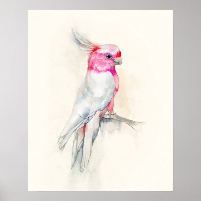 Opera Cockatoo Poster (Front)