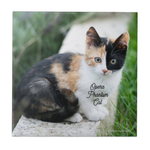 Opera Phantom Cat Ceramic Tile