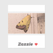 Ophiusa tirhaca, the green drab