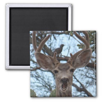 Opinionated Deer Magnet by poozybear at Zazzle