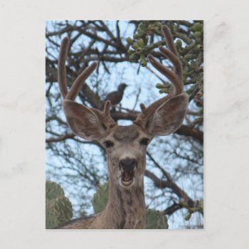 Opinionated Deer Postcard by poozybear at Zazzle