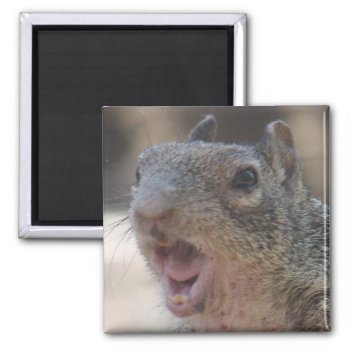 Opinionated Squirrel Magnet by poozybear at Zazzle