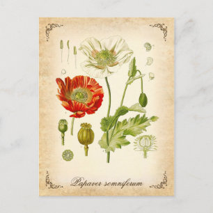 Opium poppy - vintage illustration postcard