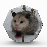 Opossum Acrylic Award at Zazzle