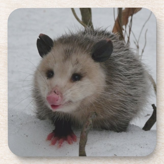 Opossum Beverage Coaster (Front)