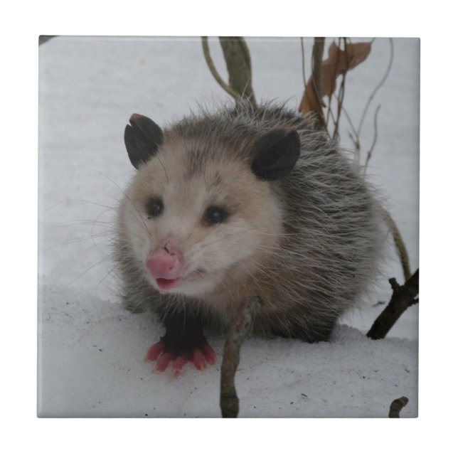 Opossum Ceramic Tile (Front)