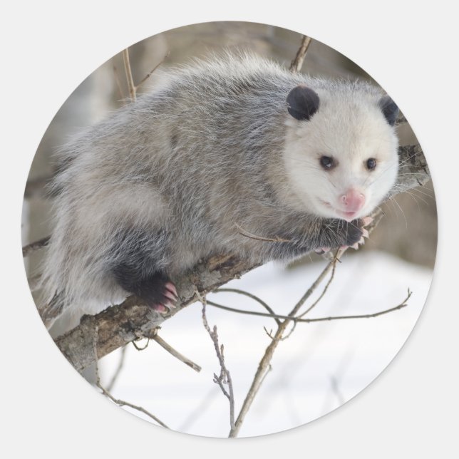 Opossum Love Classic Round Sticker (Front)