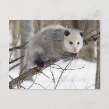 Opossum Love Postcard by Incatneato at Zazzle