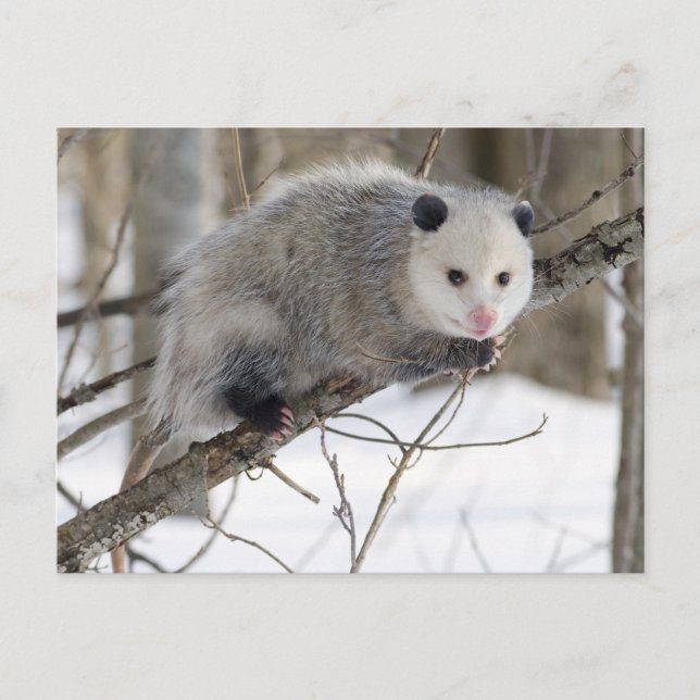 Opossum Love Postcard (Front)