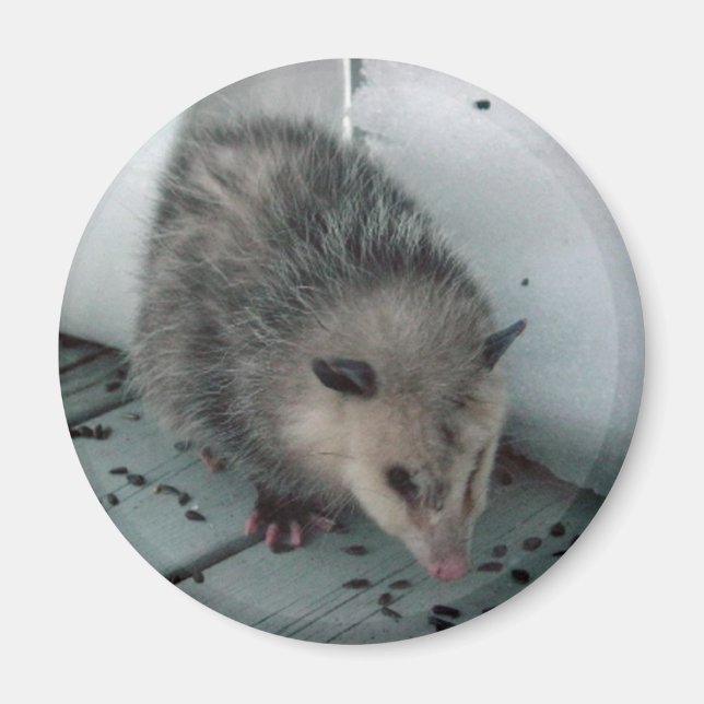 opossum magnet (Front)