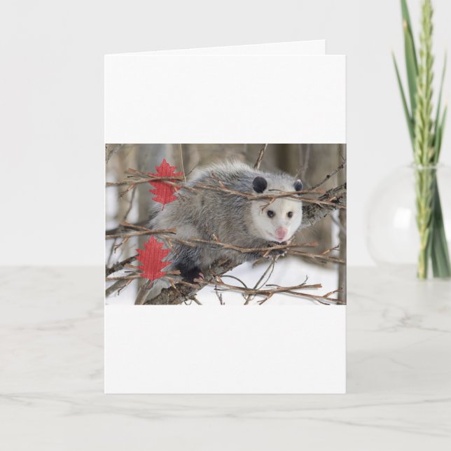 Opossum Nature Greeting Card (Front)