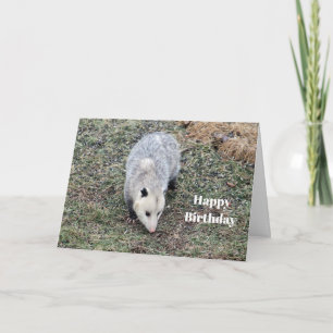 Opossum Photo Birthday Card