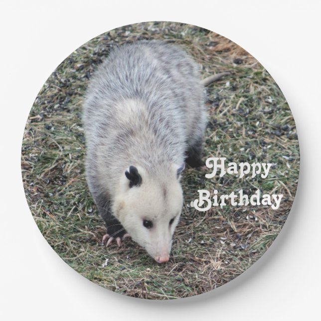 Opossum Photo Birthday Paper Plates (Front)