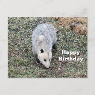 Opossum Photo Birthday Postcard