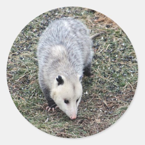 Opossum Photo Classic Round Sticker