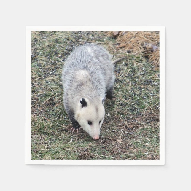 Opossum Photo Paper Napkins (Front)