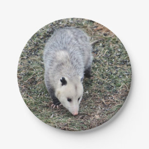 Opossum Photo Paper Plates