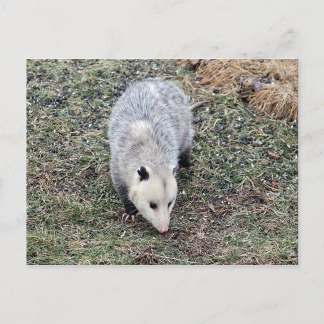 Opossum Photo Postcard (Front)