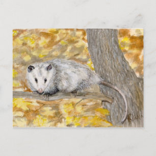 Opossum Post Card