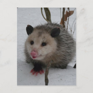 Opossum Postcard