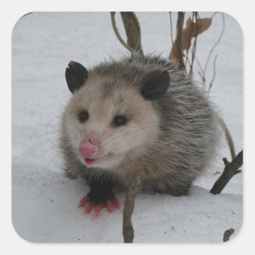 Opossum Square Sticker