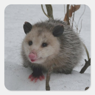 Opossum Square Sticker