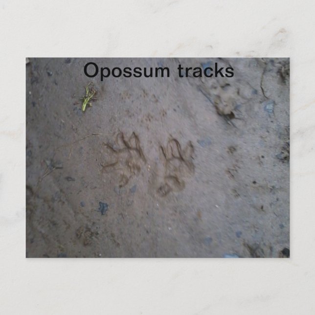 Opossum tracks postcard (Front)