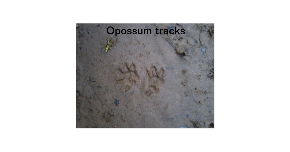 Opossum tracks postcard | Zazzle.com