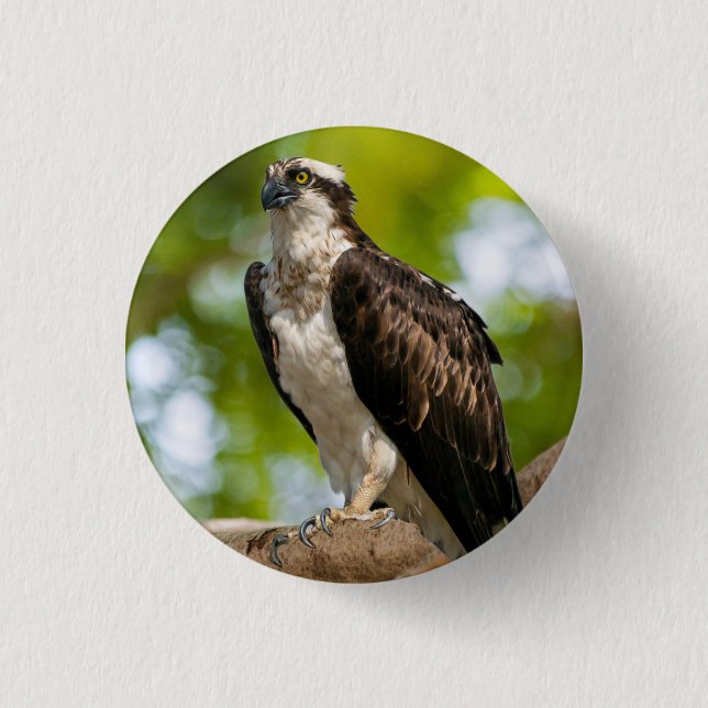 Opsrey in Colorado Button (Front)