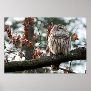 Optimistic Owl Poster
