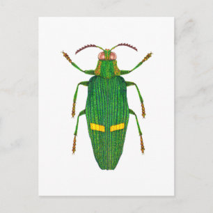 Opulent jewel beetle postcard