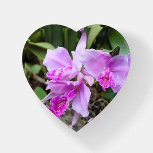 Opulent Orchids Paperweight